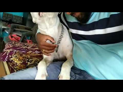 Pitbull & Dogo Argentino | Full Friendly