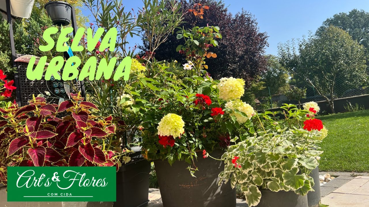 SELVA URBANA:VENHA VER MINHA FLORESTA LINDA