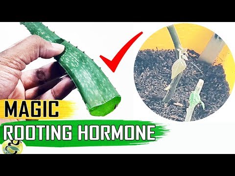 , title : 'MAGIC ROOTING HORMONE -ALOE VERA GEL for CLONING Plants vs Costly Powders'