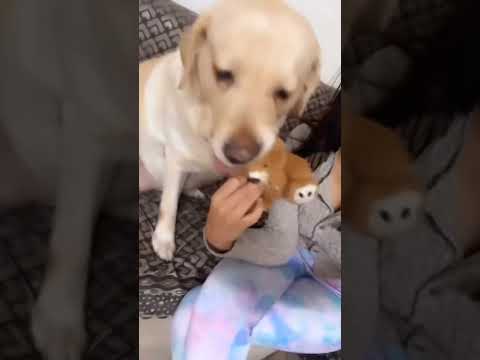 krutika playing with dog