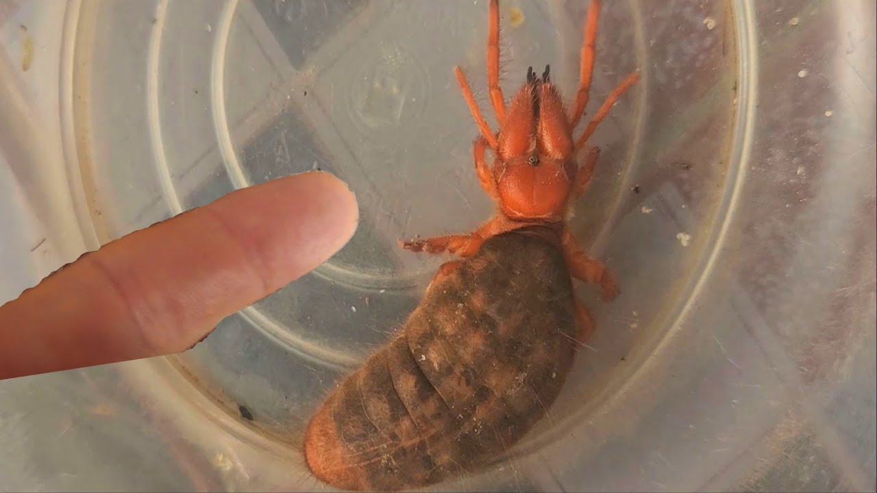 Camel Spiders Are Larger Than A Finger