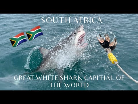 Ocean Research- Great White Shark Internship 2021