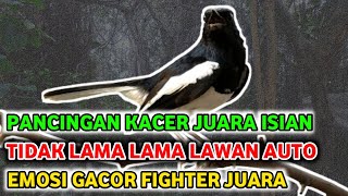 Download lagu PANCINGAN Kacer Juara Nasional Full isian tarung, LAWAN Auto Emosi Gacor Fighter mp3 Download lagu PANCINGAN Kacer Juara Nasional Full isian tarung, LAWAN Auto Emosi Gacor Fighter mp3