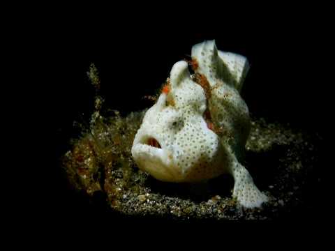 Fiji – Beautiful Walls, Soft Corals and Critters 7B - scuba diving video
