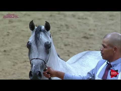 N.118 SABA AL SHAQAB - 21st Qatar National 2018 - Yearling Fillies (Class 3D)