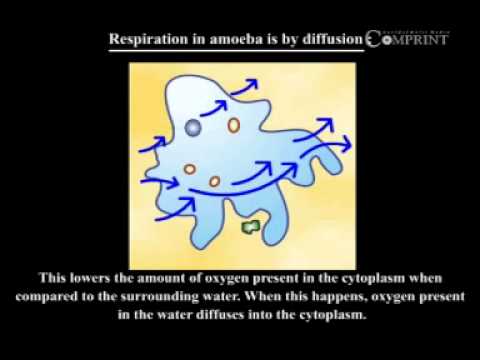 Respiration in Amoeba by diffusion Video Lecture - Class 7