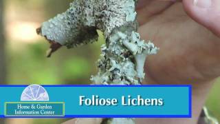 Lichens - Millie Davenport