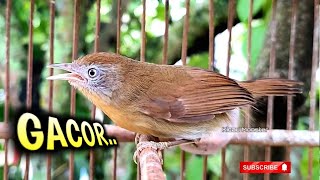 Download lagu CIUNG AIR GACOR! mp3