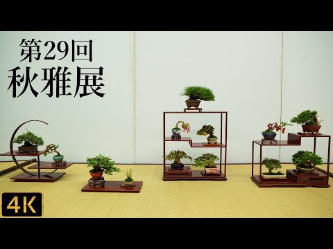 Shohin Bonsai Exhibition 29th Shugaten