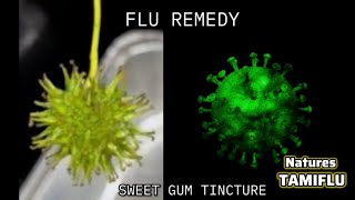 How To KILL THE FLU with this Backyard Tree | Sweet Gum Herbal Healing Pt. 1