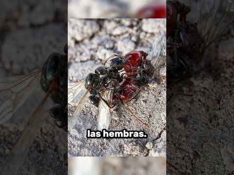 ¡Una Guerra de Hormigas Que Lleva 100 Años Sin Parar! 🐜