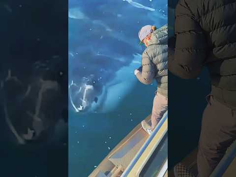 A man captures a close-up view of a shark🦈