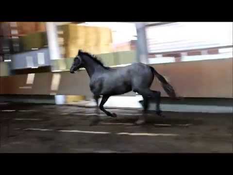 Stute *April 2012 v. Los Angeles (Light On x Argentinus) x Colman (FOR SALE)