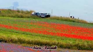 Castelluccio di Norcia.Flowers in the Valley- Finbar and Eddie Furey
