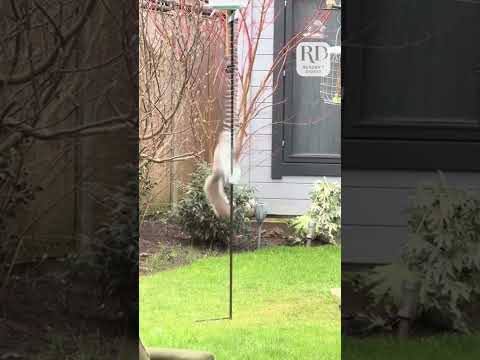 Squirrel versus slinky: who will win?