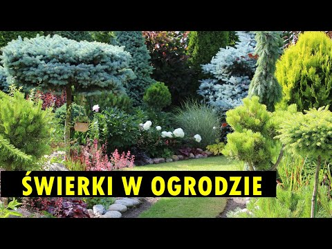 Świerk w ogrodzie - ciekawe gatunki, odmiany i aranżacje