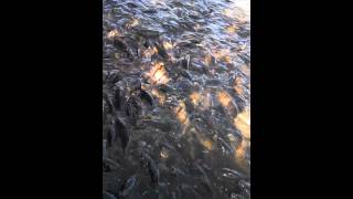 preview picture of video 'Linesville Spillway in PA - Fish feeding frenzy'