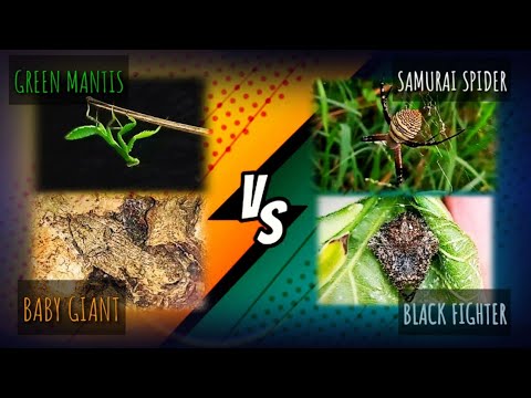 Baby Giant Spider Vs Samurai Spider