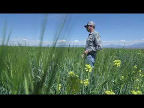 Belcampo Regenerative Ranching