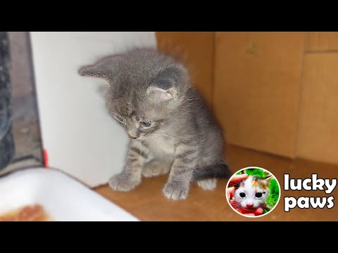 Mother Cat Gets Wet Cat Food For The First Time And Eats With Her Kittens (kittens eating)Lucky Paws