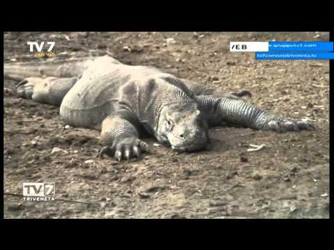 Tv7 con Voi del 14/1/2016 - Torniamo a Komodo (1 di 3)