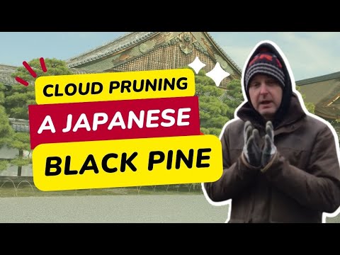 How to Cloud Prune a Japanese Black Pine (Candle Pruning Method)