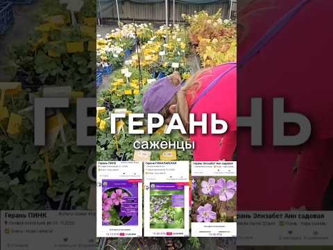 фото герань садовая (журавельник). саженцы от 21 руб. 11 сортов 0