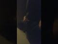 My Mom Is Tickle Me Elmo Episode 2