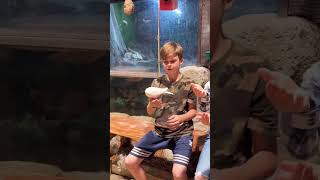 DOVE WHITE BIRD #nature # birds