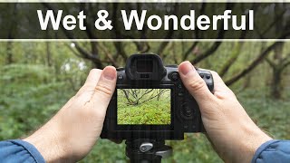 Fog & Woodland Photography Tips - How to Find Compositions & Textures in the Rain