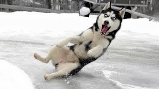 You’ll Laugh Nonstop at Animals Seeing Crazy Weather for the First Time