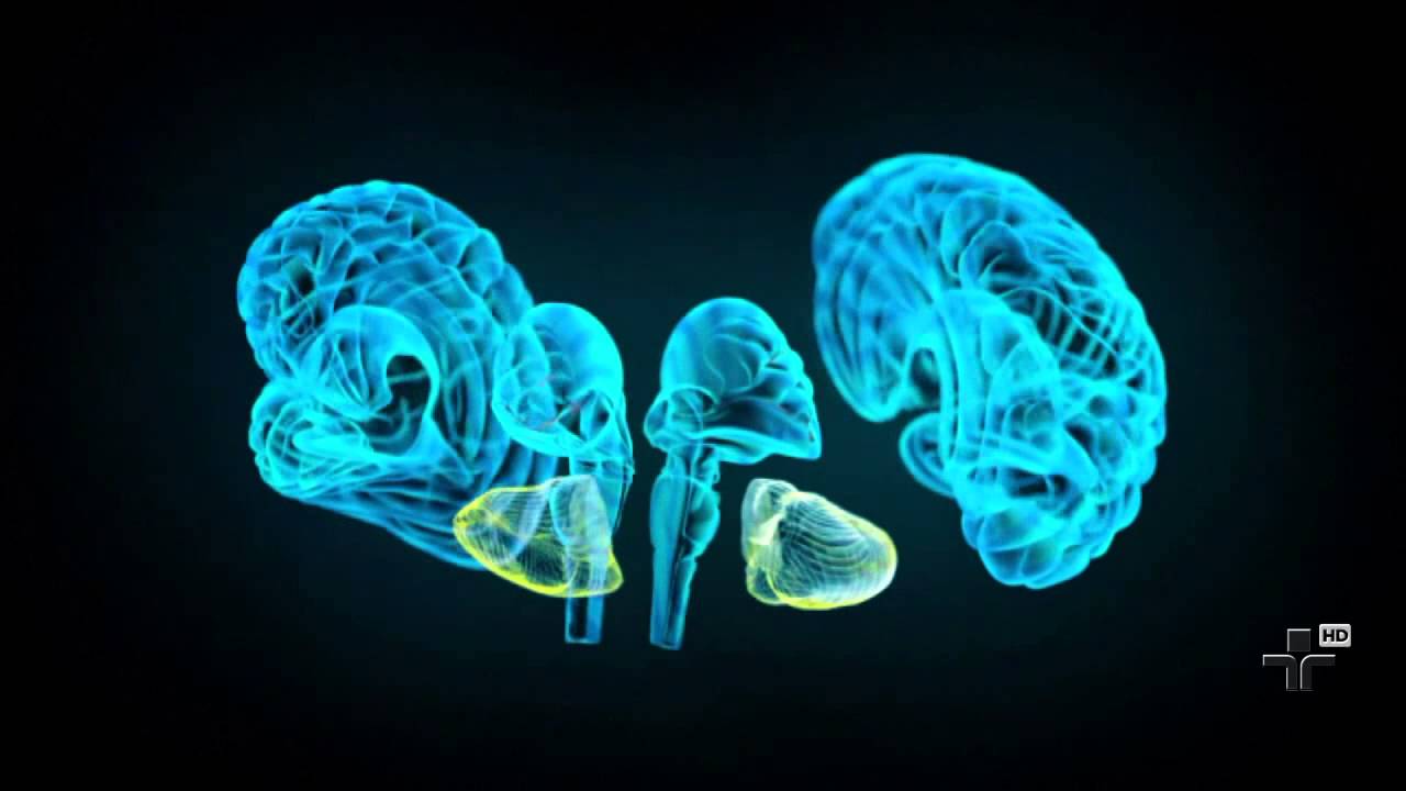 Cientistas explicam química do amor através de comandos do cérebro