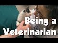 Being A Veterinarian The Friday Zone WTIU PBS