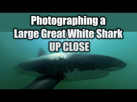 Photographing a Large Great White Shark Up Close!