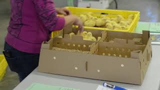 Hatching underway!
