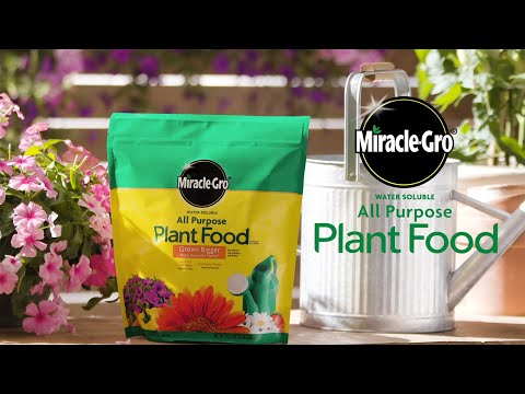 How to Use Miracle-Gro® Water Soluble All Purpose Plant Food