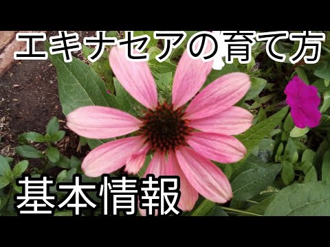 紫色のコーンフラワーの植え付けを開始屋内で種を植える