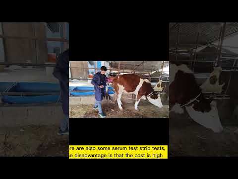 There are three main ways to detect whether a cow is pregnant