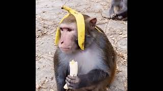 Download lagu bla bla monkey #blablabla #monkey #donpollo mp3