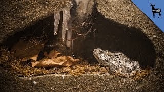 Frozen Frog Comes Back To Life