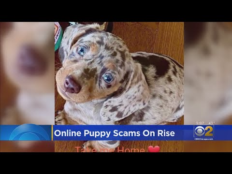 Online Puppy Scams Are On The Rise