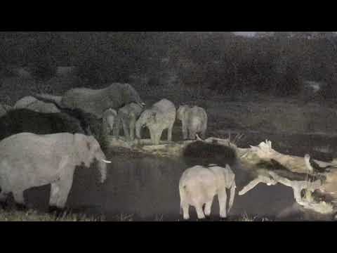 Djuma: Two sets of elephant herds in for a drink - 05/28/18