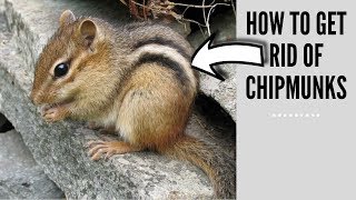 how to get rid of chipmunks - chipmunk problem - how to stop chipmunks!