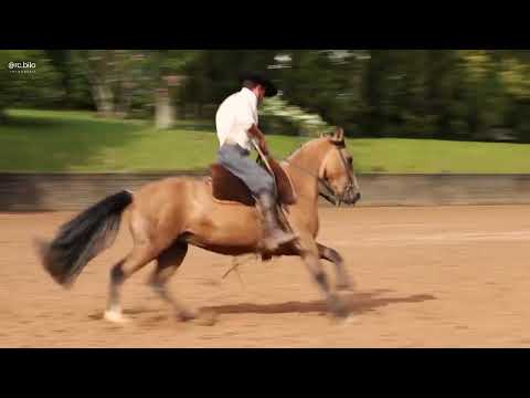 LOTE 12   VICUNÃ DA BELA ALIANÇA