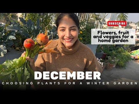 What can we grow in December? Flowers, fruits, vegetables for a winter garden in North India