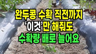완두콩 수확 직전까지 이것만 해줘도 수확량 배로 확 늘어요!
