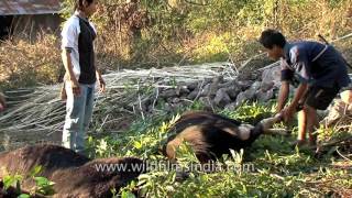 Graphic warning : Cattle exploitation in festival and sacrificial slaughter ?