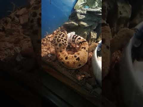 Leopard Gecko Care Sheet Archived Comments