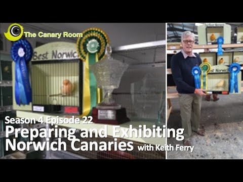 The Canary Room Season 4 - Preparing and Exhibiting Norwich Canaries with Keith Ferry
