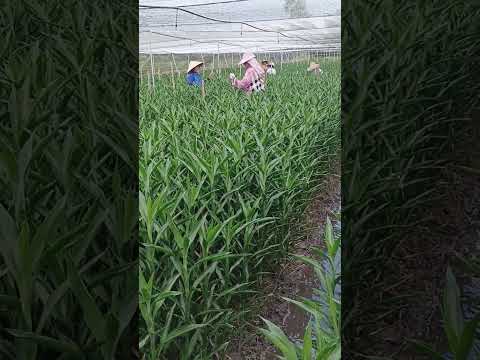 Wholesale lucky bamboo plant, export worldwide